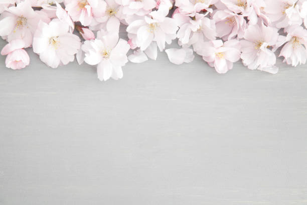 Wedding background with spring blossoms stock photo