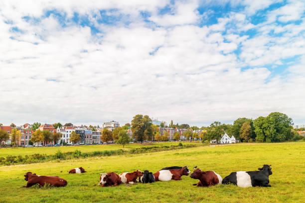 The Dutch Sonsbeek city park in Arnhem with cows in front