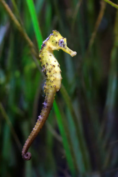 Hippocampus of horses Close up of a beautiful Seahorse, presumably Hippocampus kuda, aka the estuary seahorse, yellow seahorse or spotted seahorse, native to the Indo-Pacific around Indonesia longsnout seahorse hippocampus reidi stock pictures, royalty-free photos & images