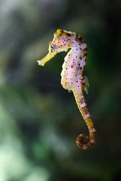 Seahorse underwater Close up of a beautiful Seahorse, presumably Hippocampus kuda, aka the estuary seahorse, yellow seahorse or spotted seahorse, native to the Indo-Pacific around Indonesia longsnout seahorse hippocampus reidi stock pictures, royalty-free photos & images