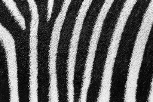 Beautiful background close up of the black and white striped fur of the plains zebra (Equus quagga, formerly Equus burchellii), also known as the common zebra