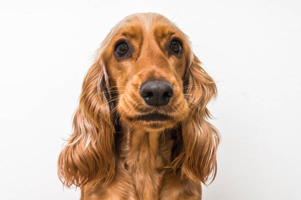 istock English cocker spaniel dog isolated on white 672429300