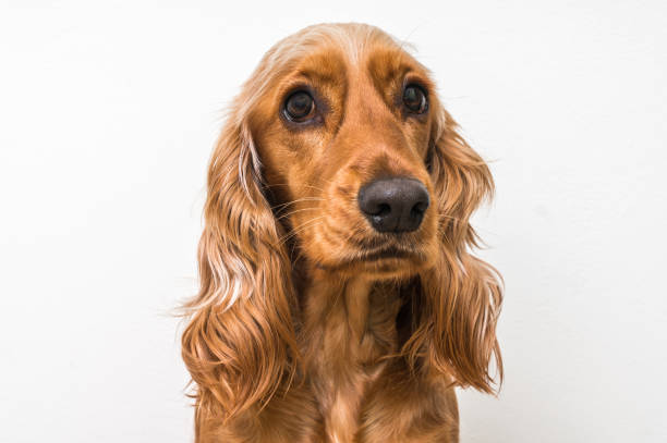 istock English cocker spaniel dog isolated on white 672429386