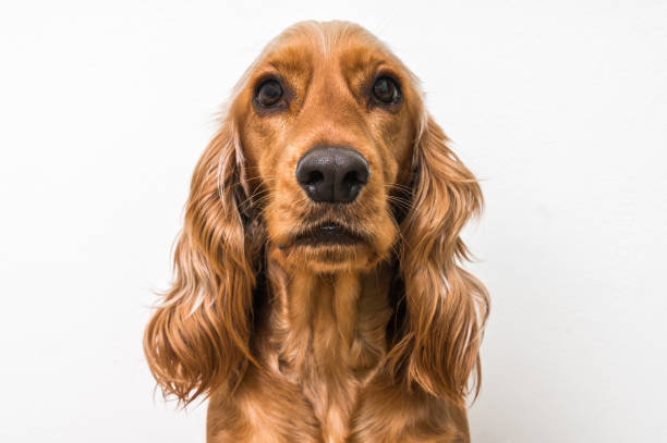 istock English cocker spaniel dog isolated on white 672429414