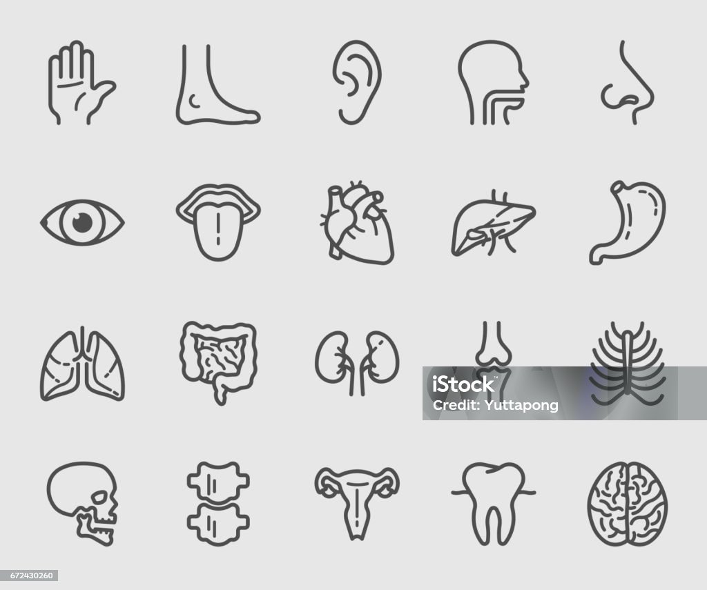 Anatomy and Organ line icon Anatomy stock vector