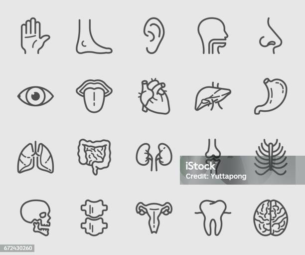 Anatomy And Organ Line Icon Stock Illustration - Download Image Now - Anatomy, Eye, Tongue