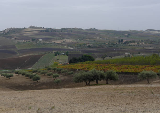 istock Field of Sicilian olive trees 672433686