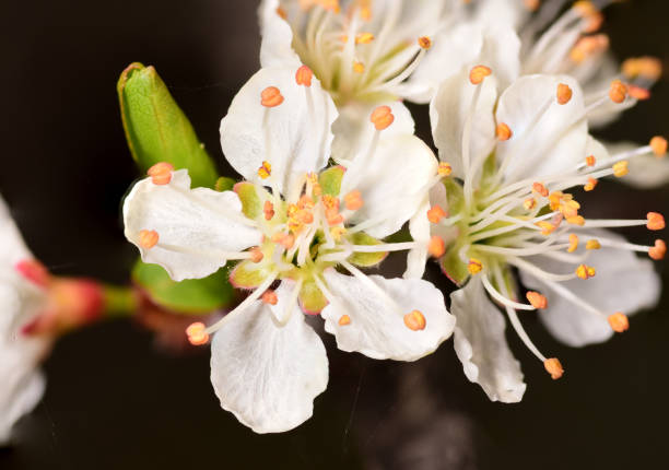 Five - petaled white flower of hog plum tree