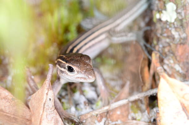 Six Lined Racing Lizard 20+ Six Lined Racerunner Stock Photos, Pictures & Royalty-Free Images ...