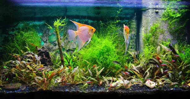 Photo of Tropical fresh water aquarium front view with lush foliage plants and some fishes yellow Pterophyllum Scalare and Cardinalis neon