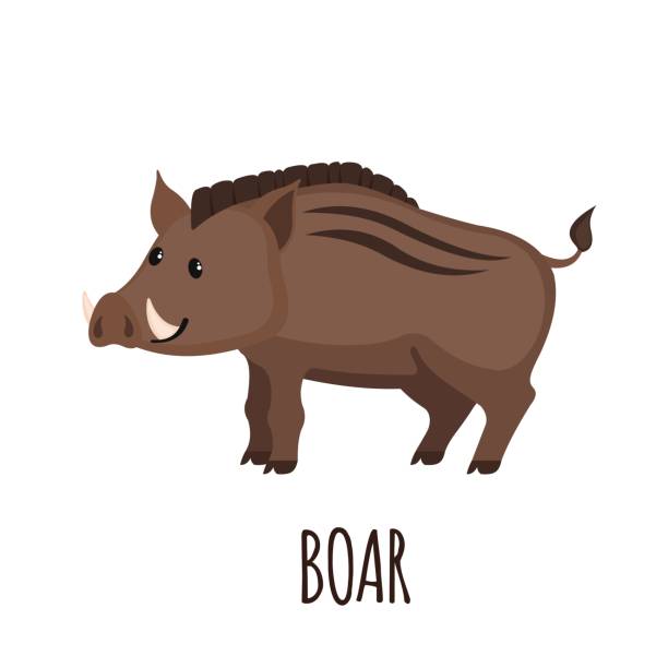 평면 스타일에 귀여운 야생 멧돼지 - domestic pig animals in the wild wild boar hunting stock illustrations