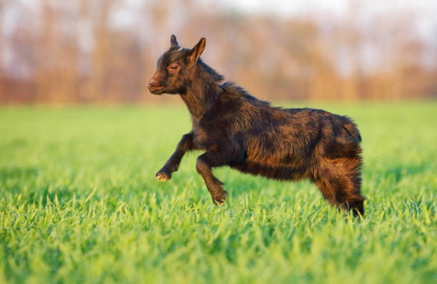 cabrito em prado verde - goat animal black domestic animals - fotografias e filmes do acervo