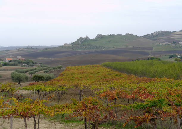istock Vineyard of Sicilian grapes 672437008