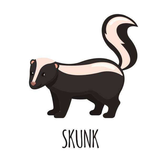 симпатичный skunk в плоском стиле. - skunk stock illustrations