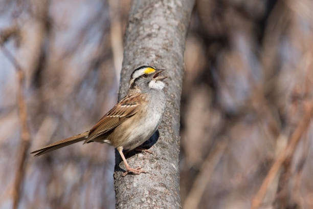 istock Male White throated Sparrow 672438294
