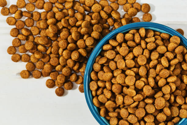 istock Pets meal in a bowl and on the floor 672444988