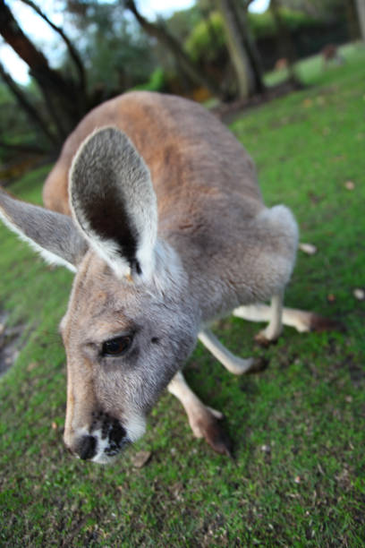 istock Close up of Australian Kangaroo 672445170