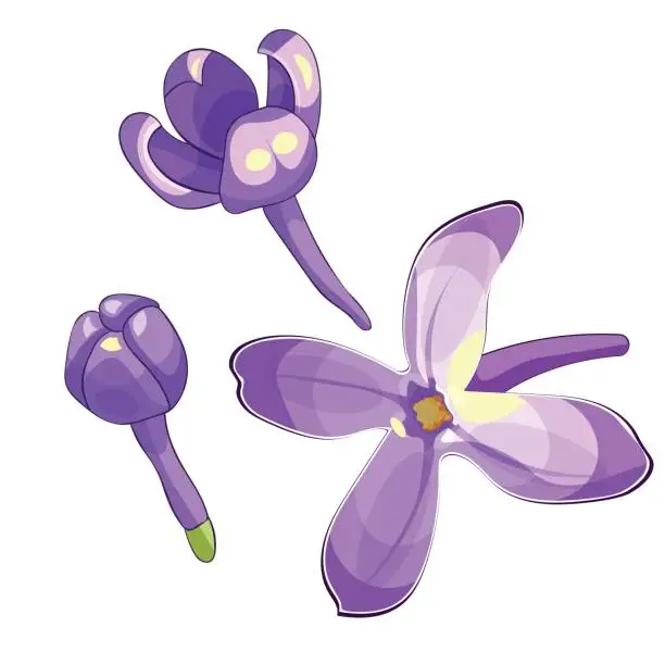 Vector illustration of set Lilac branch flowers blooming spring. Vector illustration