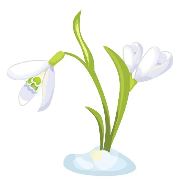 Vector illustration of snowdrop flower blossomed with leaves. Vector illustration