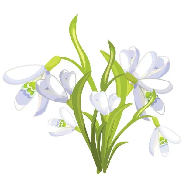 Vector illustration of snowdrop flower blossomed with leaves. Vector illustration