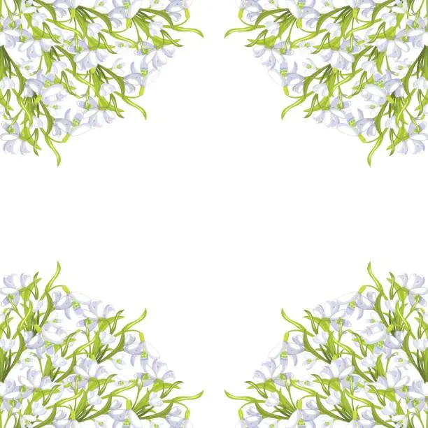 Vector illustration of snowdrop flower blossomed with leaves. Vector illustration