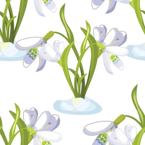 Vector illustration of Seamless pattern snowdrop flower blossomed with leaves. Vector illustration