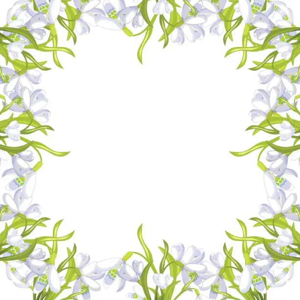 Vector illustration of snowdrop flower blossomed with leaves. Vector illustration