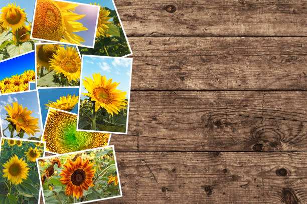istock Sunflowers in summer - photo collage. 672449126