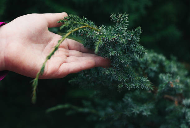 istock Close up of girl's fur-tree branches 672449200
