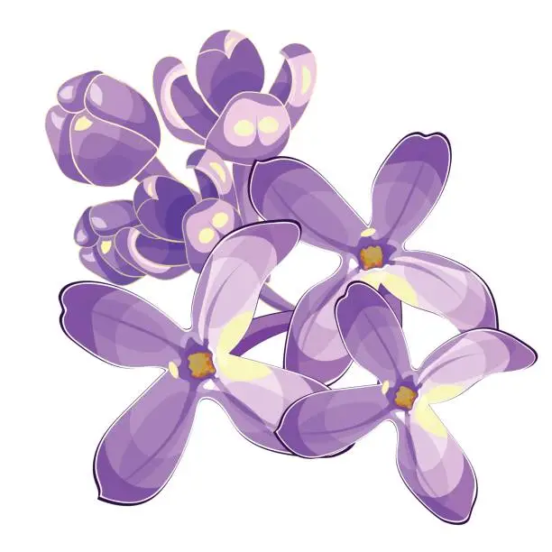 Vector illustration of Lilac branch flowers blooming spring. Vector illustration