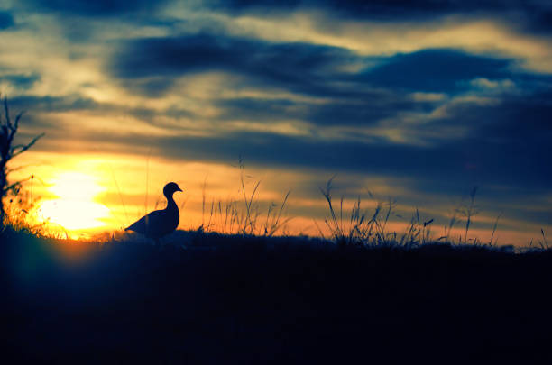 istock Silhouette of duck at dawn 672453130