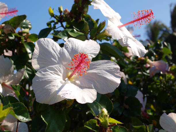 White Flowers Of Hibiscus Stock Photo - Download Image Now