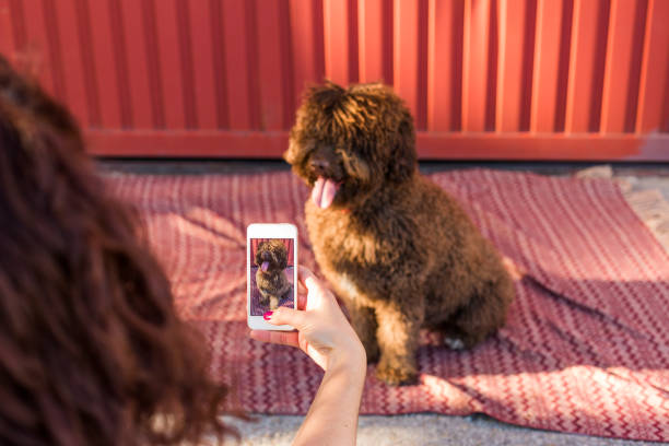 manos de mujer con teléfono inteligente móvil tomando una foto de perro de agua español sobre fondo rojo. perro feliz. retrato al aire libre - mascota fotos fotografías e imágenes de stock