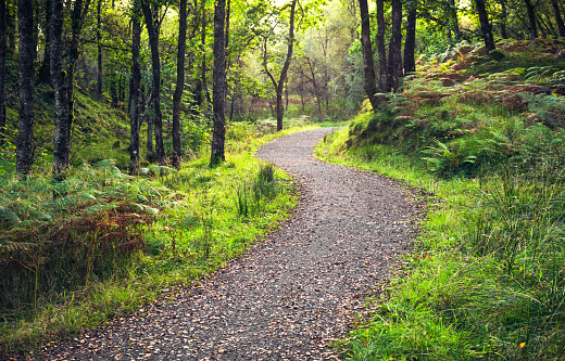 A curving footpath through ancient forest undergrowth.