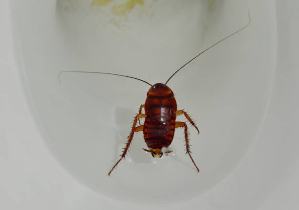istock Australian cockroach floating in toilet cesspool 672460386