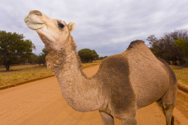 istock Camel by roadside in Central Australia 672465336