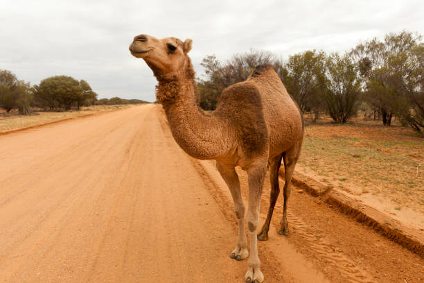 cammello a bordo strada in australia centrale - camel back foto e immagini stock