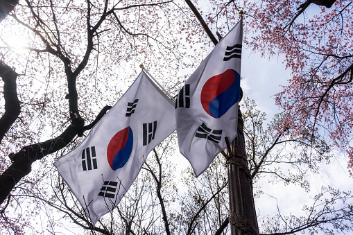 korean flags under the cherry blossoms taken in seoul national cemetery