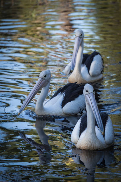 istock Pelicans in Australia, Cairns 672466344