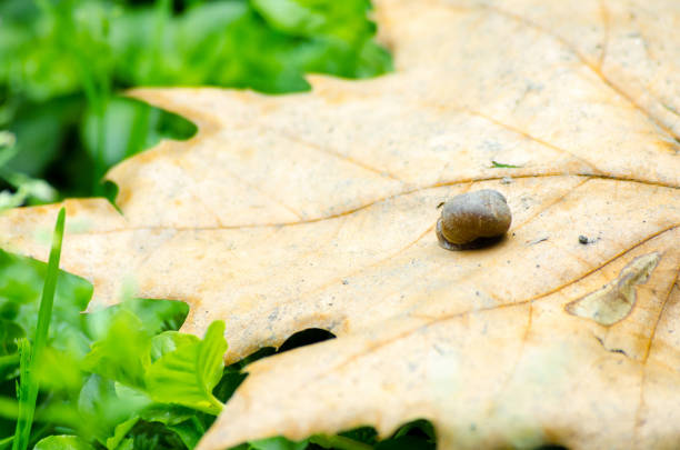 Small snail on the dead dry leaf with green grass background. Selective focus. Snail life.
