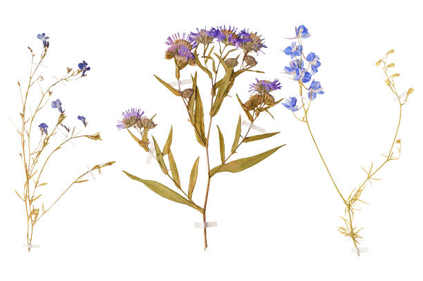 Set of wild dry pressed flowers and leaves
