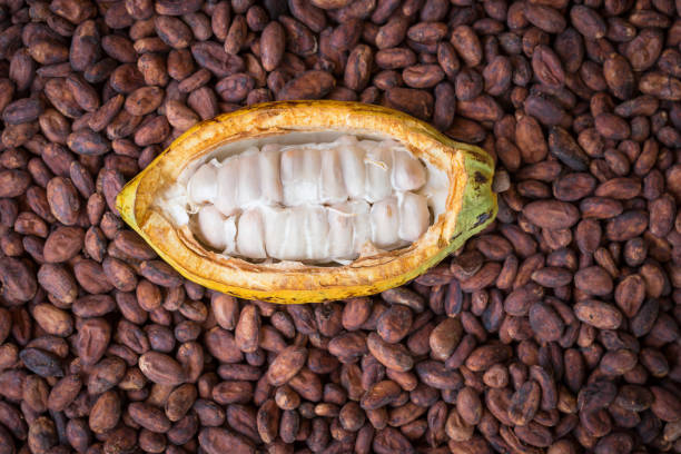 istock Ripe cocoa pod and beans setup on rustic wooden background 672471442