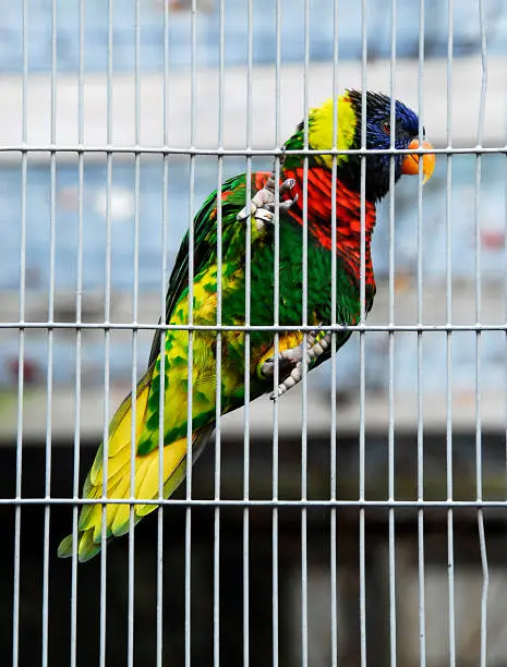 A colorfulrainbow lorikeet hanging on cage