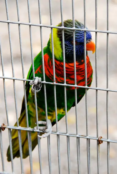 A colorful rainbow Lorikeet hangin on his cage