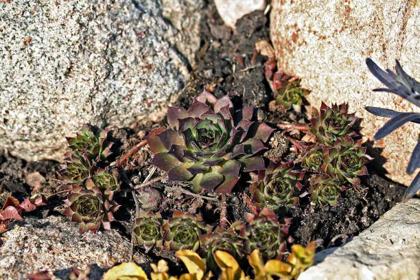 Sempervivium calcareum (Houseleek or Hen-and-chicks) in the early spring rock garden in Latvia
