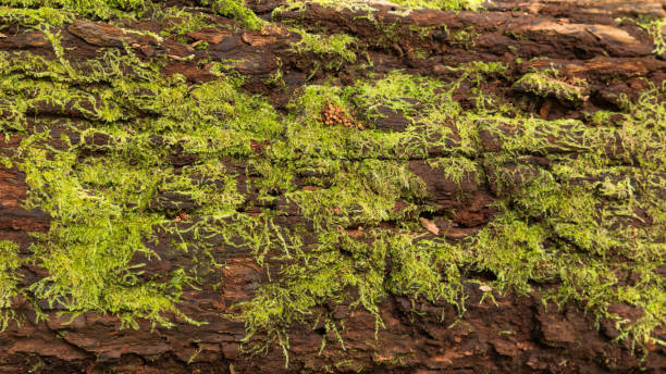 istock Green moss growing on driftwood 672475092