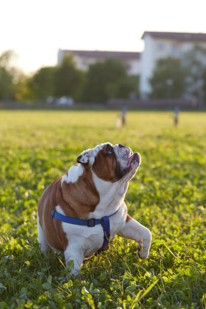 istock british bulldog play at park at sunset 672482768
