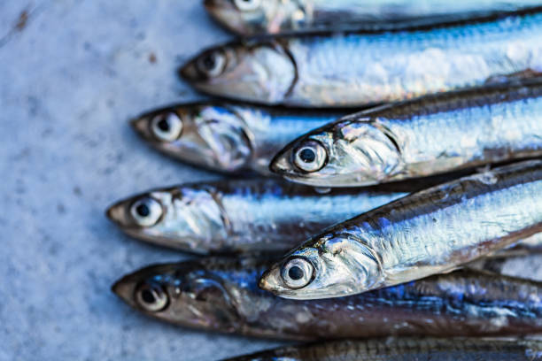 Fresh fish anchovy background stock photo