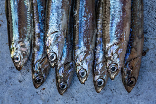 Fresh fish anchovy background stock photo