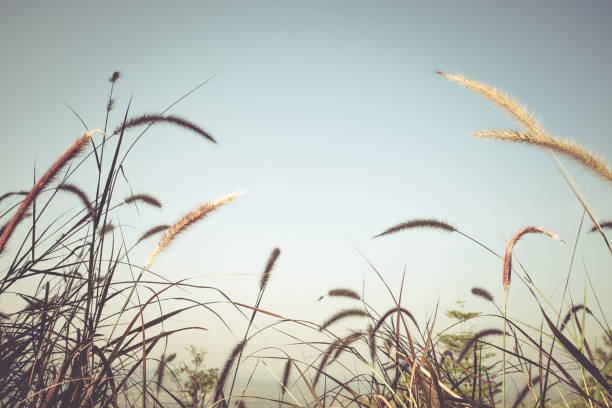 Vintage tone image of feather pennisetum or mission grass grow on clear sky background. Outdoor at the daytime on summer day. (Selective focus)